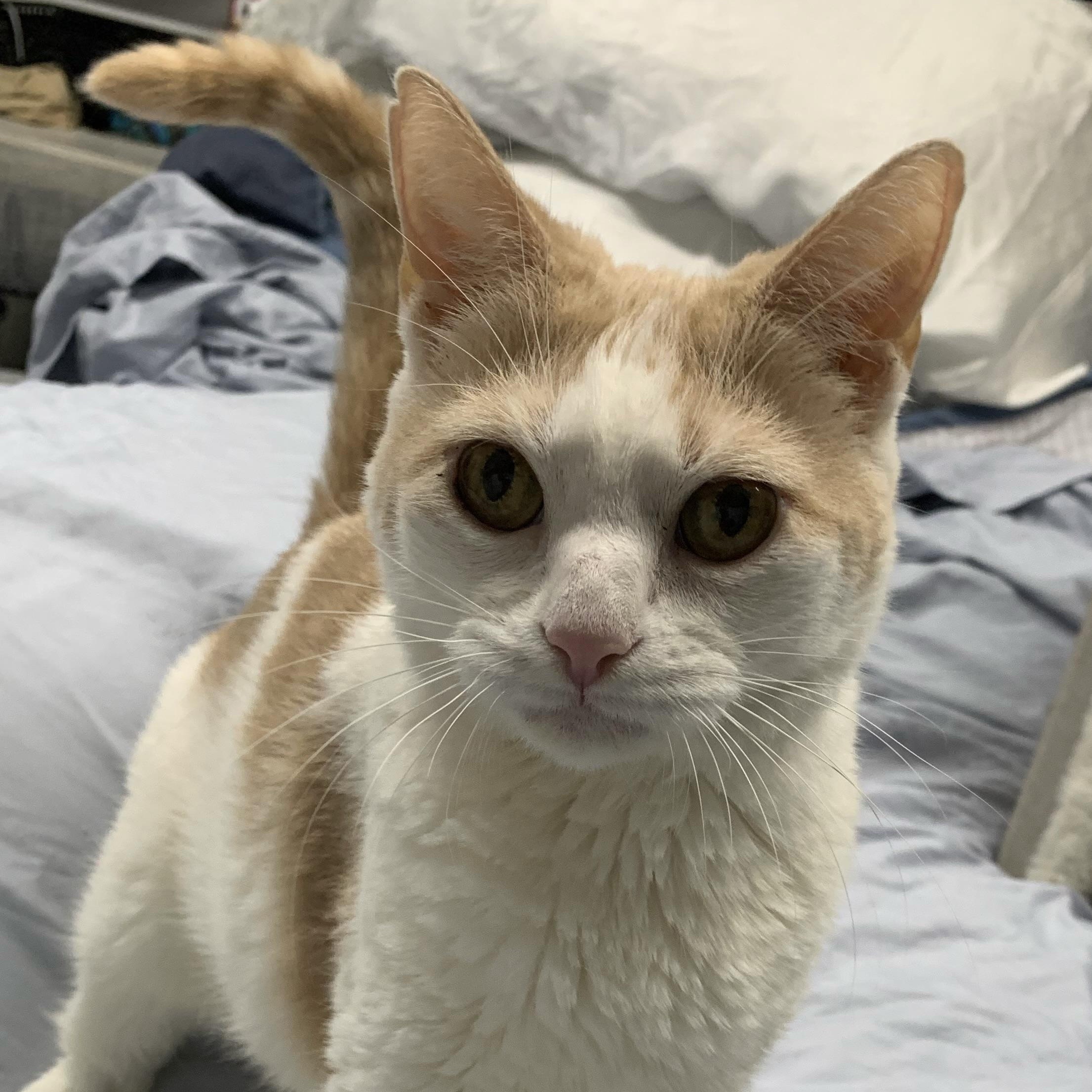 Sweet Kisses, searching for forever (again), an adopted Domestic Short Hair in Danbury, CT image 4/5