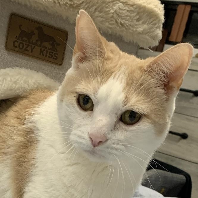 Sweet Kisses, searching for forever (again), an adopted Domestic Short Hair in Danbury, CT image 2/5