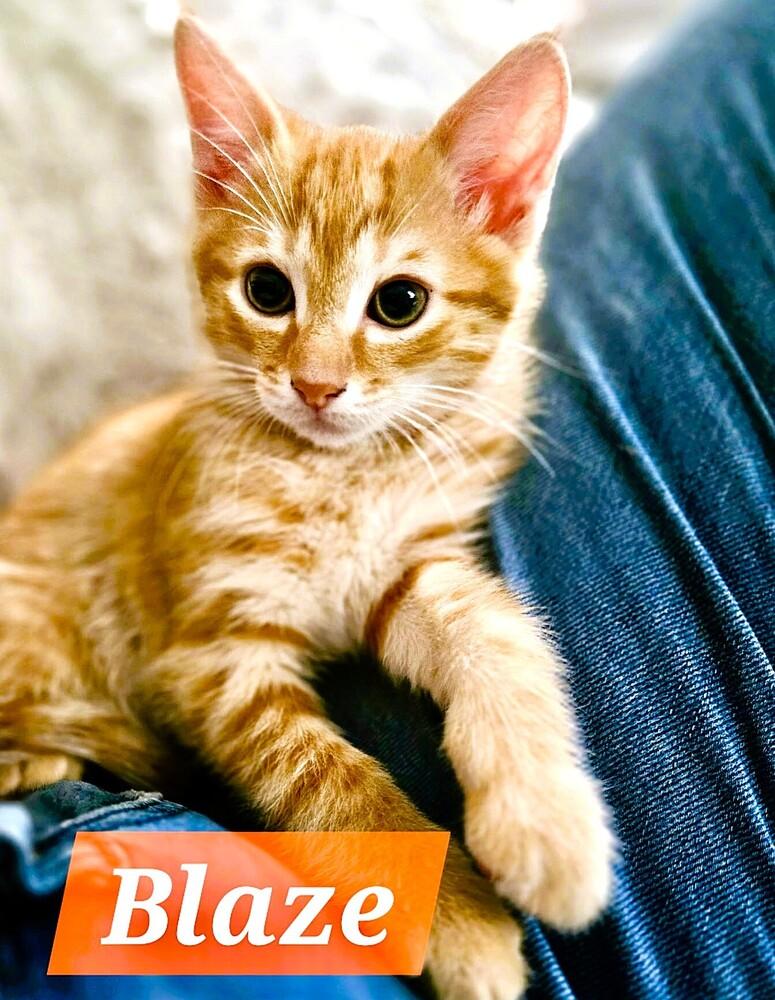 Blaze, Adoptable, Kitten Male Domestic Short Hair.