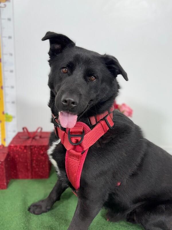 Enlarge Batman, an adopted mixed breed in Palm Springs, CA image 1/1