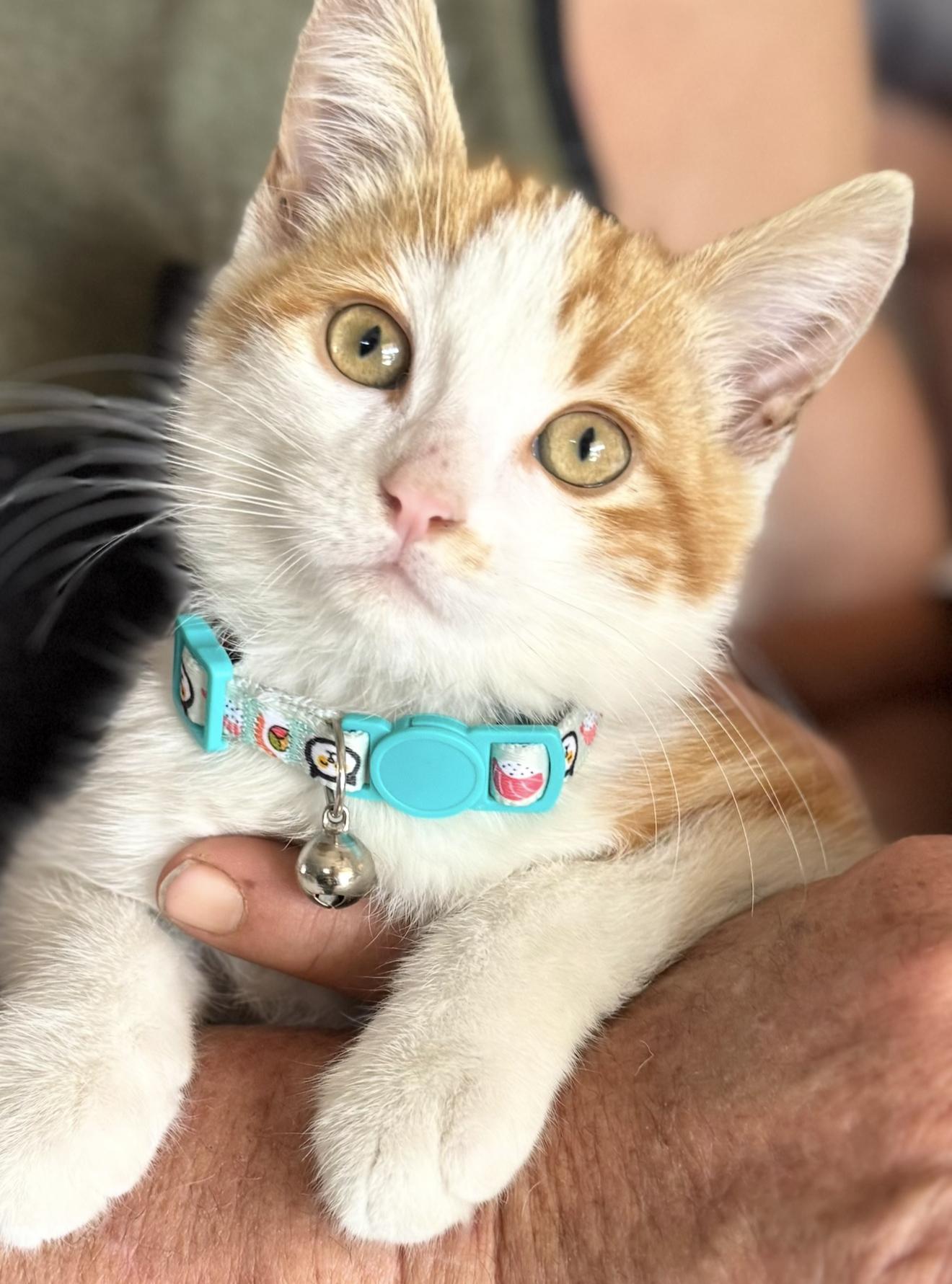 Buddy, ADOPTABLE, Kitten Female Domestic Short Hair.