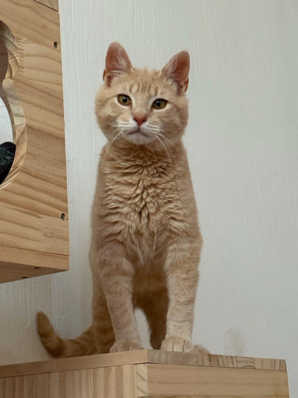 Yuzu, ADOPTABLE, Young Male Domestic Short Hair.