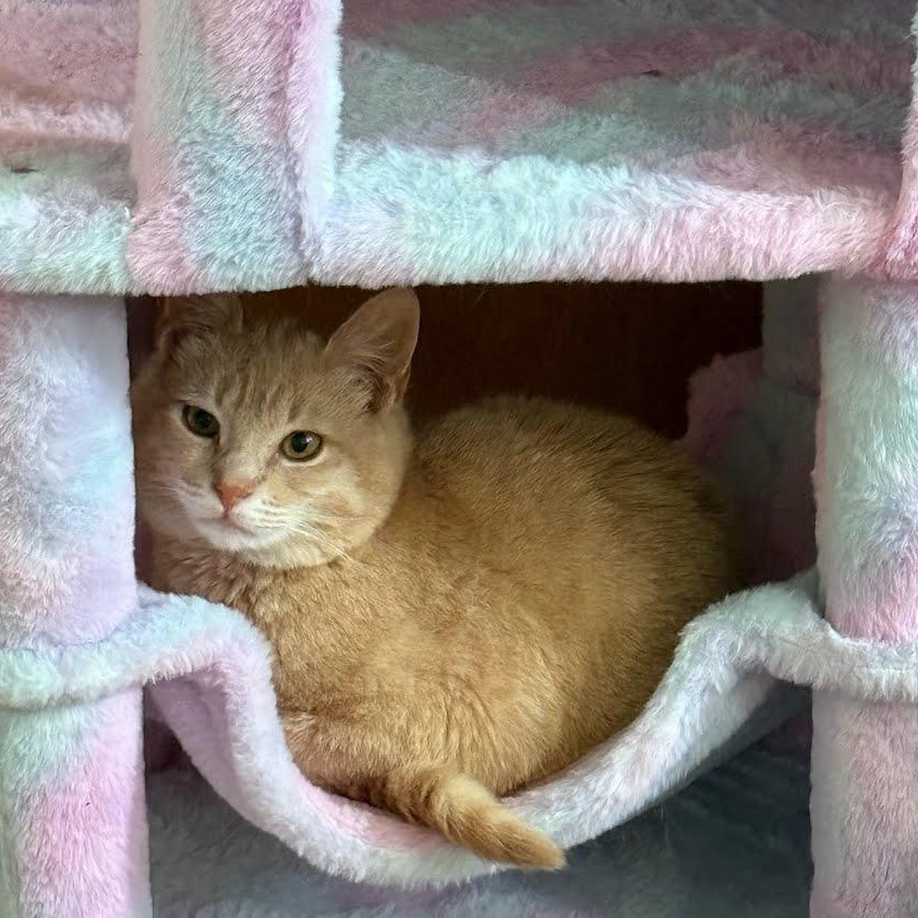 Enlarge Yuzu, a ADOPTABLE mixed breed in West Richland, WA image 1/3