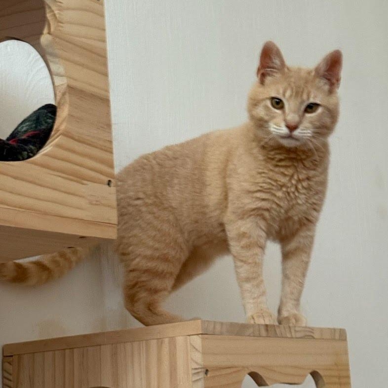 Yuzu, a ADOPTABLE mixed breed in West Richland, WA image 6/6