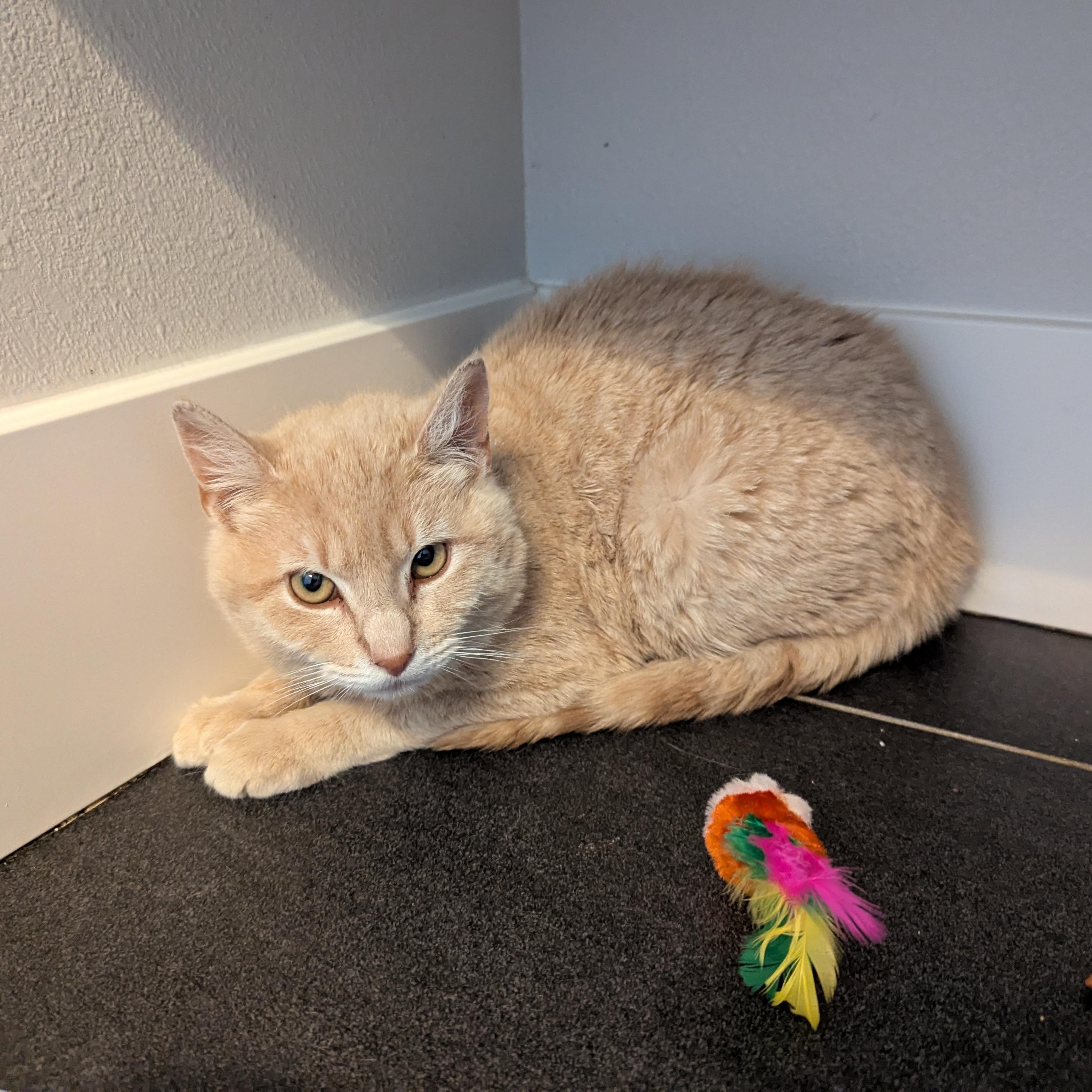 Enlarge Yuzu, a ADOPTABLE mixed breed in West Richland, WA image 3/3