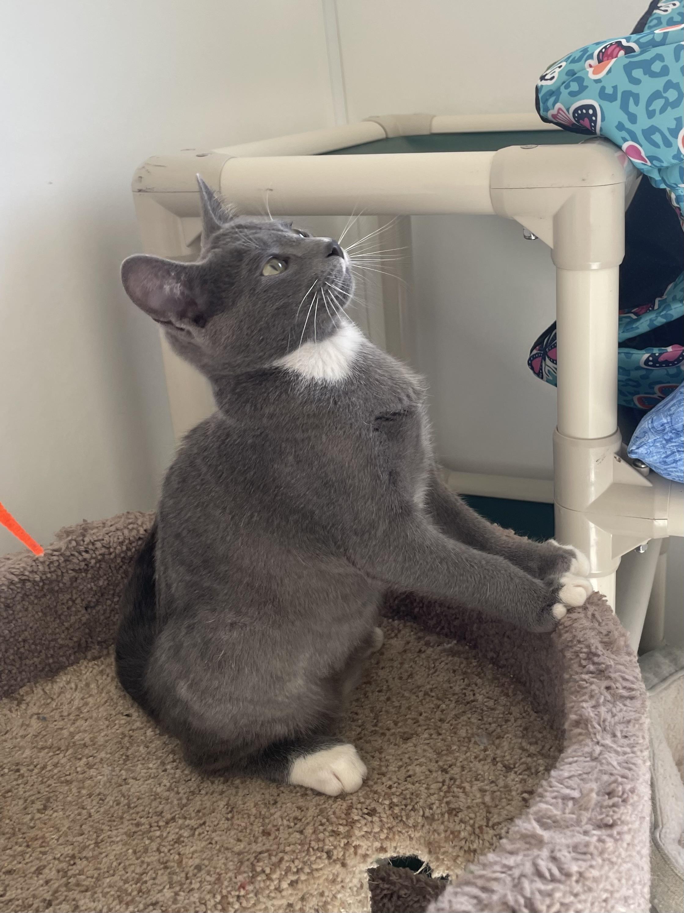Enlarge Pork, an adoptable Domestic Short Hair in Waldport, OR image 2/3