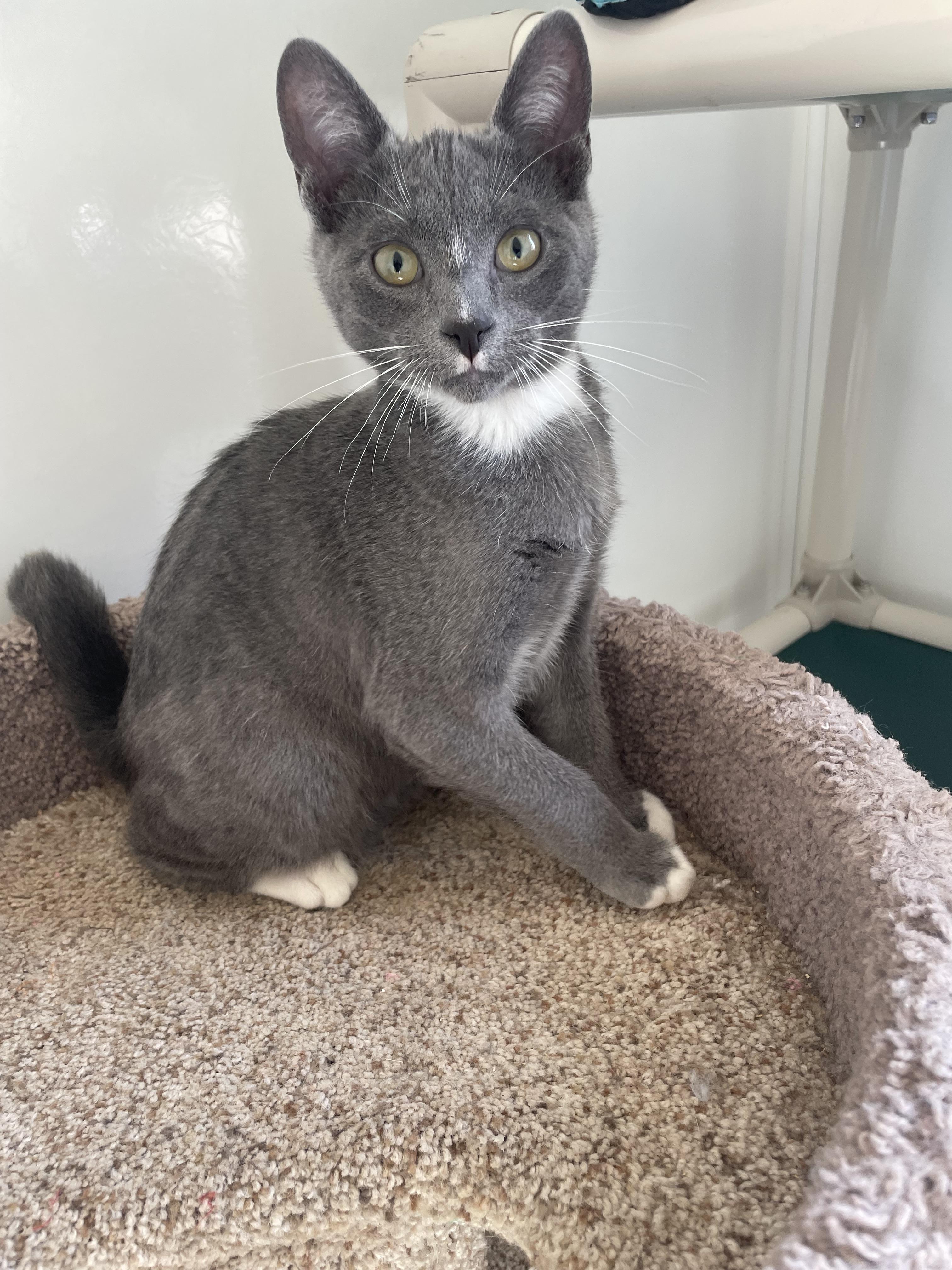 Enlarge Pork, an adoptable Domestic Short Hair in Waldport, OR image 3/3
