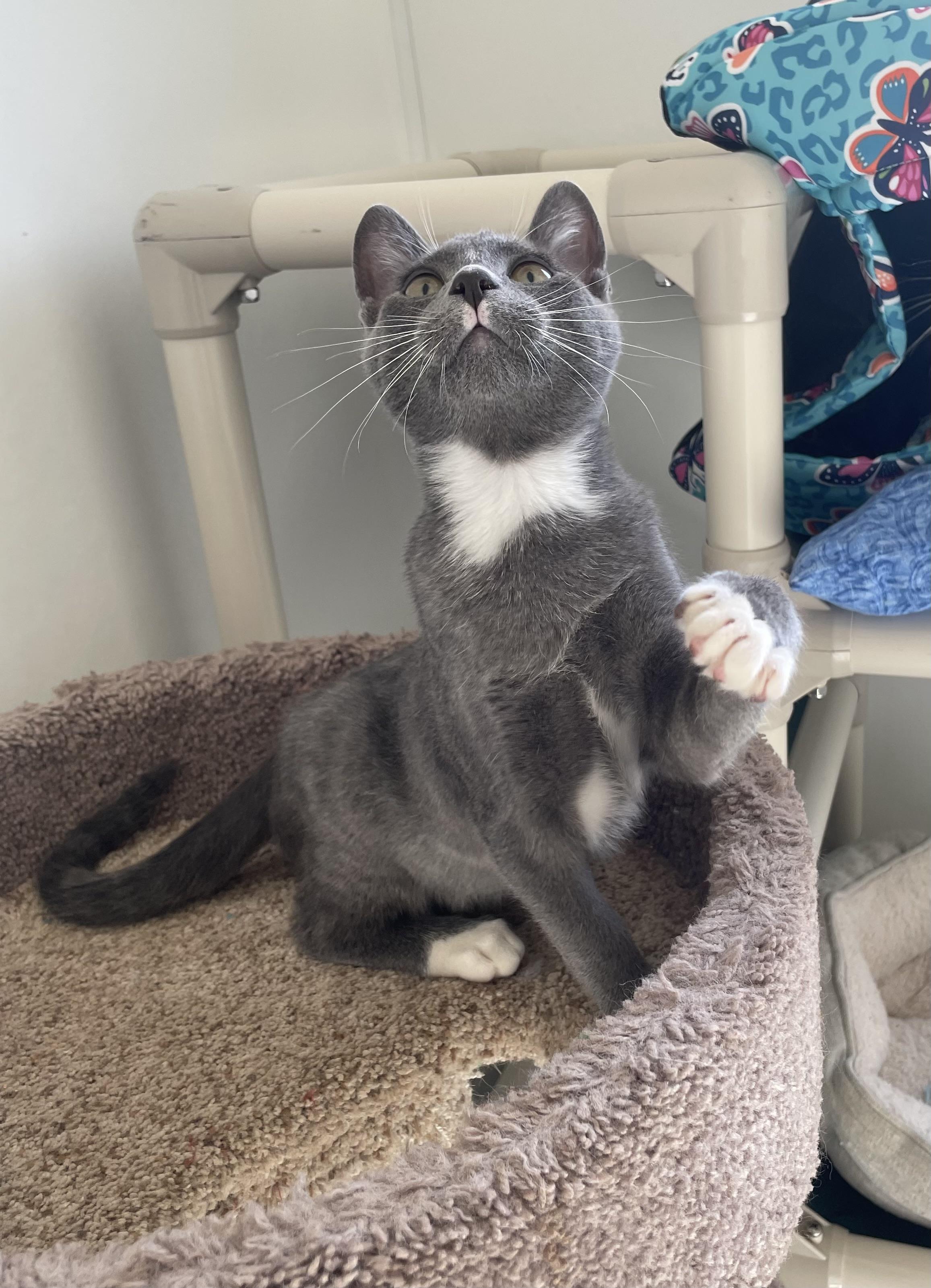 Pork, adoptable, Young Male Domestic Short Hair.