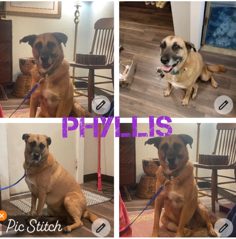 Enlarge Phyllis, a Adoptable mixed breed in canyon lake, TX image 1/1