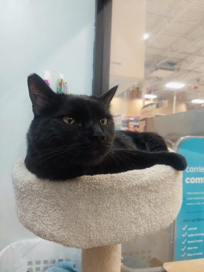 Onyx, an adoptable Domestic Short Hair in Las Vegas, NV, 89101 | Photo Image 4