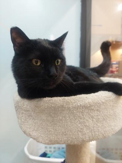 Onyx, an adoptable Domestic Short Hair in Las Vegas, NV, 89101 | Photo Image 3