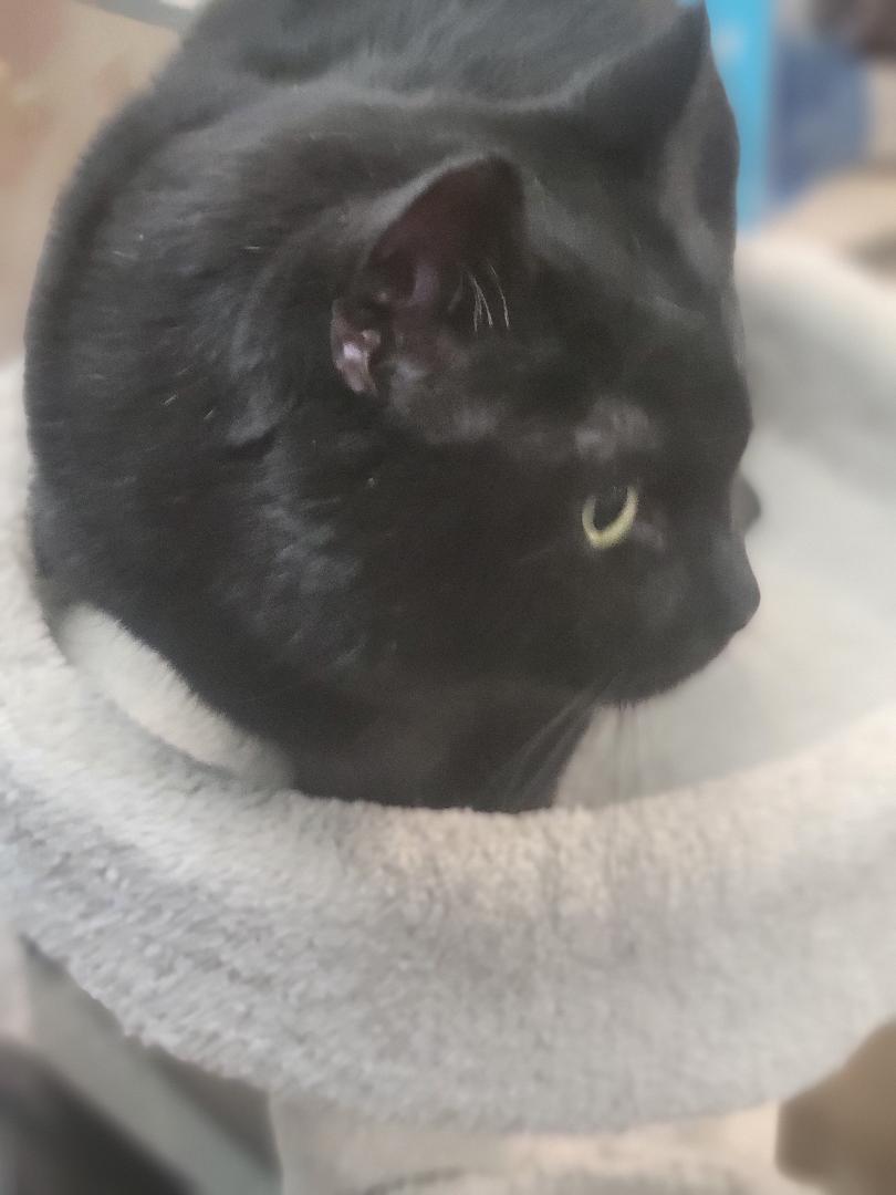 Onyx