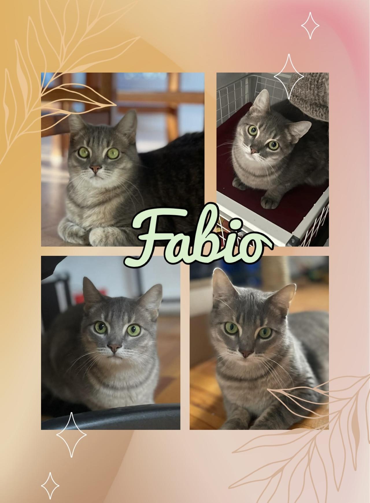 Fabio, ADOPTABLE, Adult Male Domestic Short Hair.