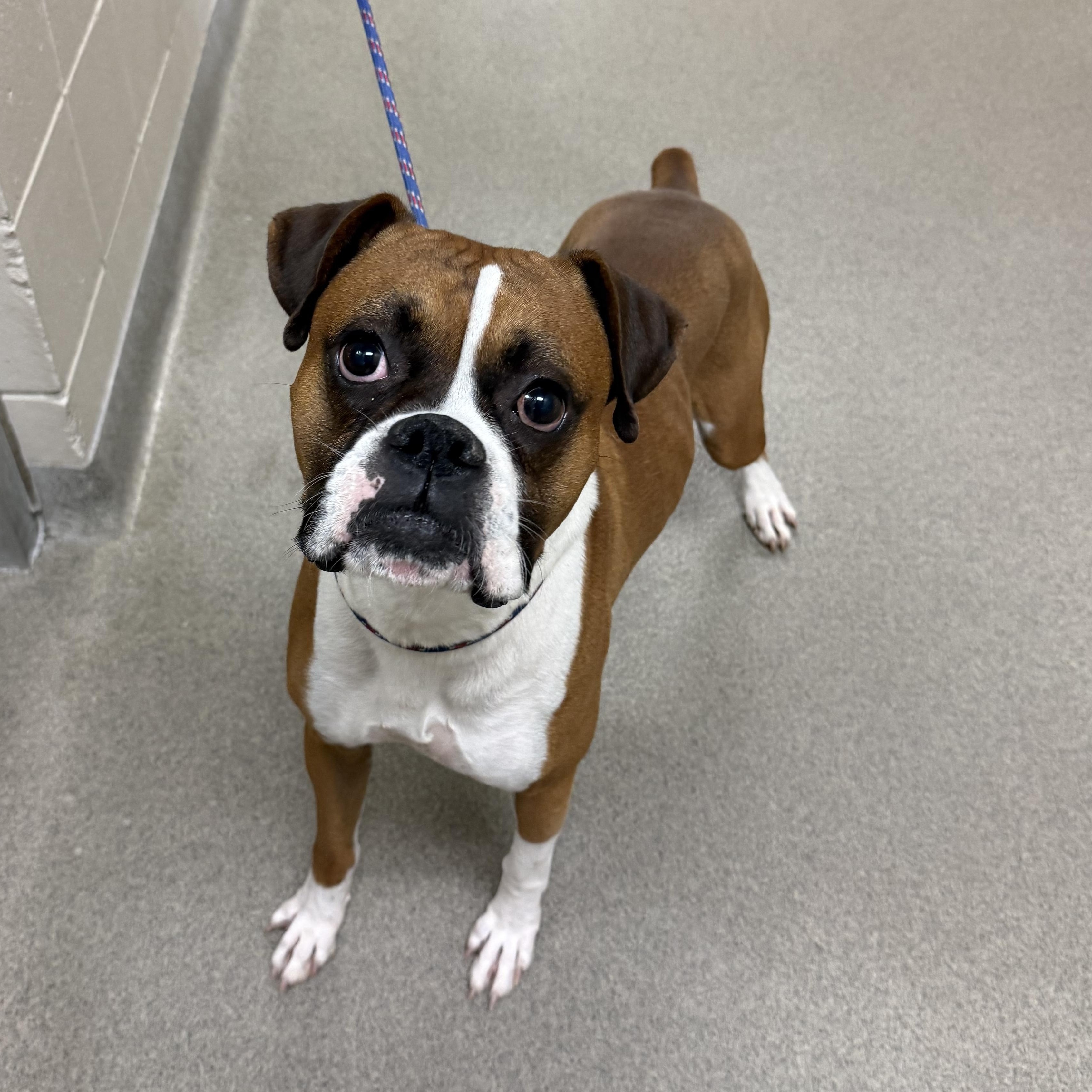Enlarge Travis Barker, a Adopted Boxer in Kearney, NE image 1/1