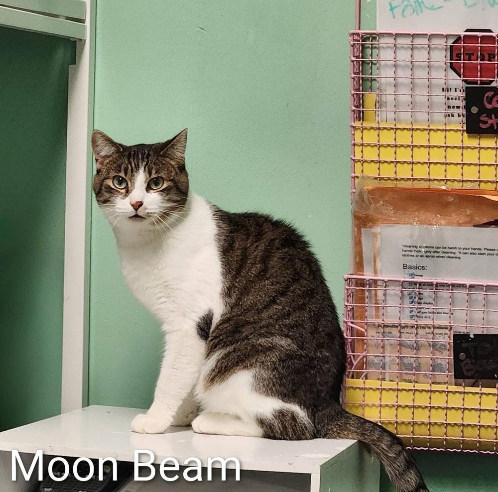Moon Beam, Adoptable, Young Female Domestic Short Hair.