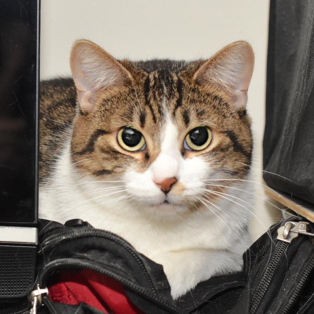 Enlarge Moon Beam, a Adoptable Domestic Short Hair in Chicago, IL image 2/6