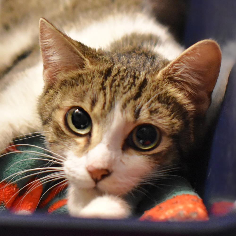 Enlarge Moon Beam, a Adoptable Domestic Short Hair in Chicago, IL image 3/6