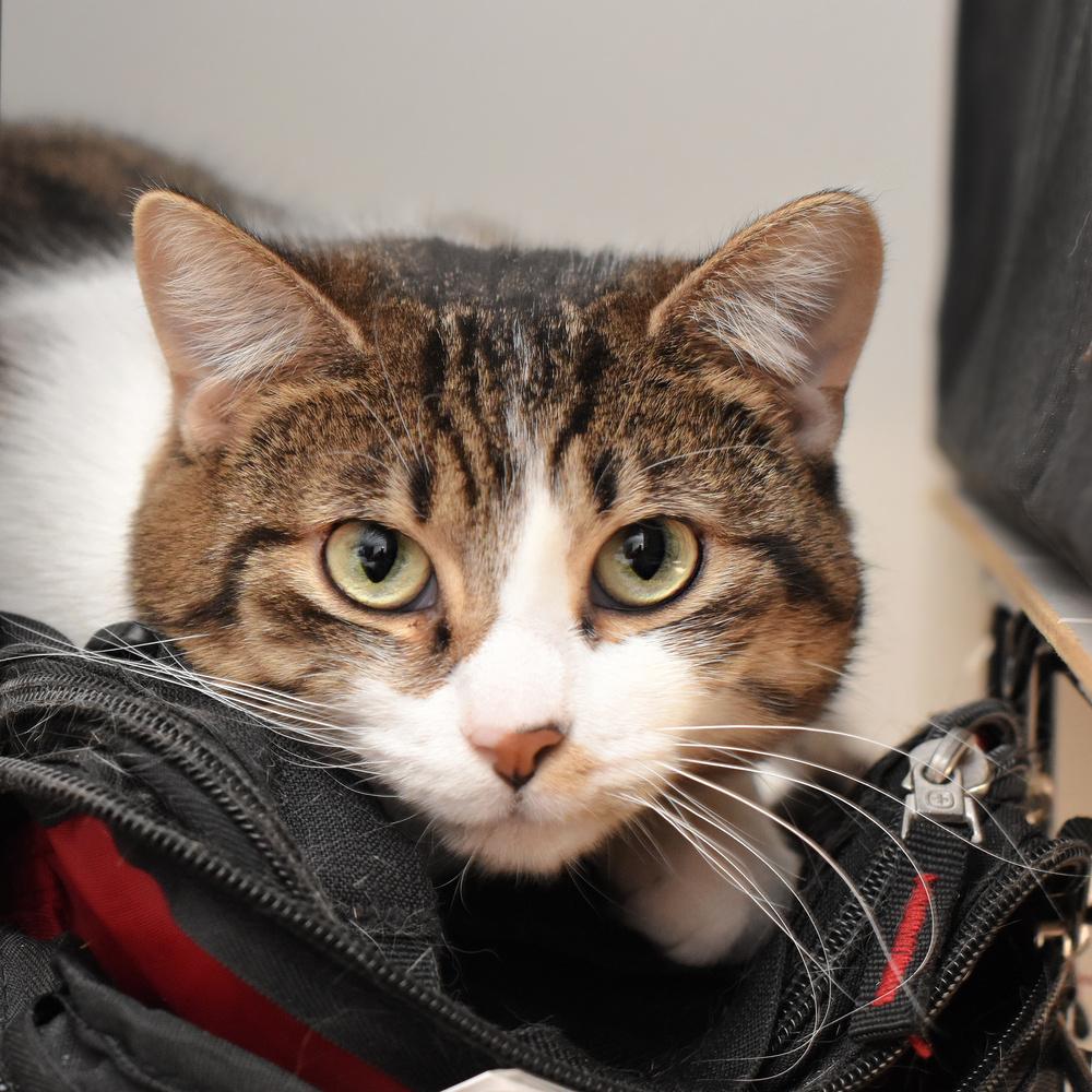 Enlarge Moon Beam, a Adoptable Domestic Short Hair in Chicago, IL image 4/6