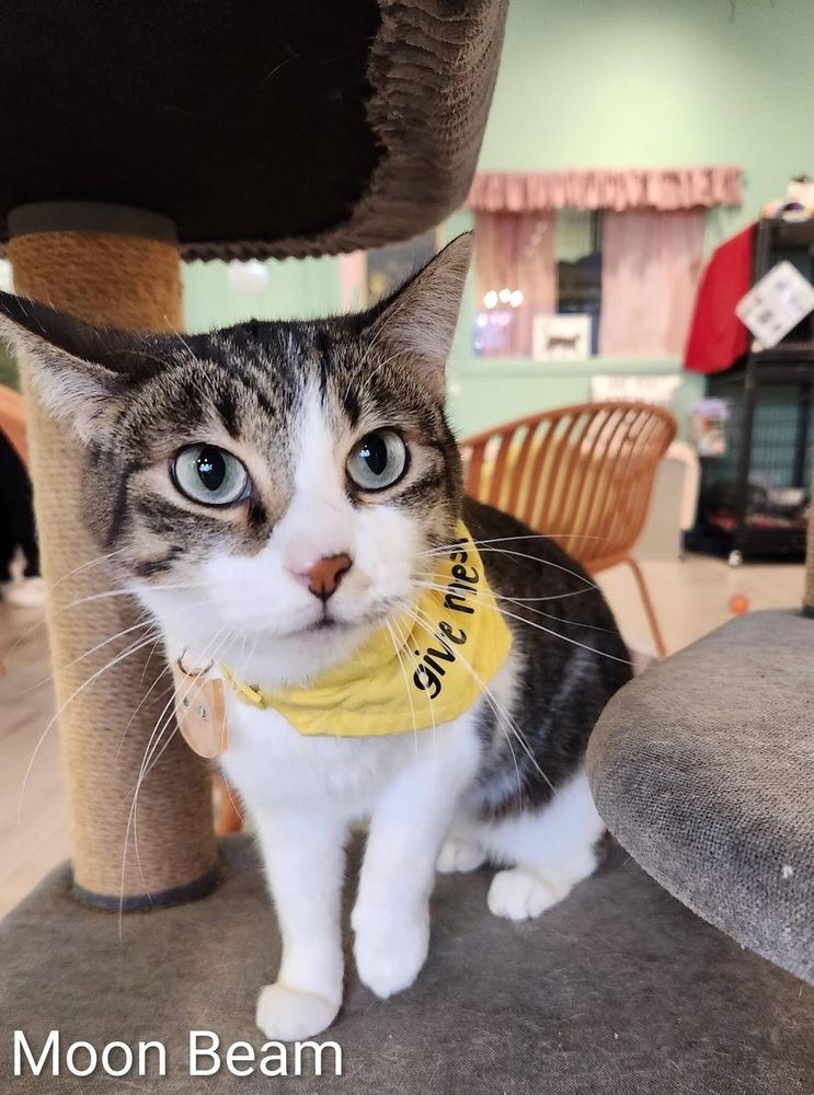 Enlarge Moon Beam, a Adoptable Domestic Short Hair in Chicago, IL image 5/6