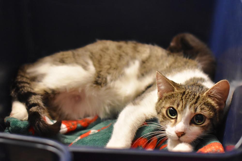 Enlarge Moon Beam, a Adoptable Domestic Short Hair in Chicago, IL image 6/6