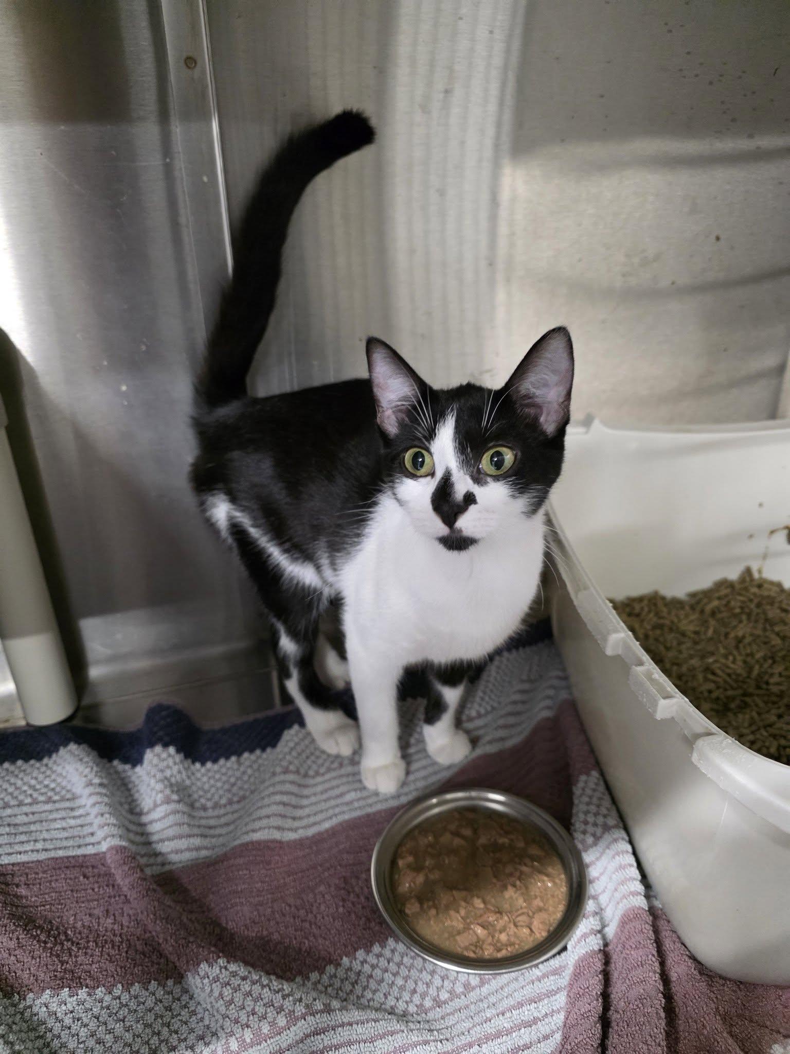 Enlarge Minnie, a ADOPTABLE Domestic Short Hair in Shelby, MI image 1/1