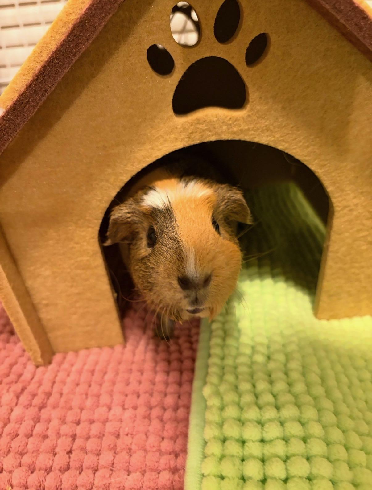 Enlarge Maisie and Lily, a Adoptable Guinea Pig in Los Angeles, CA image 1/6