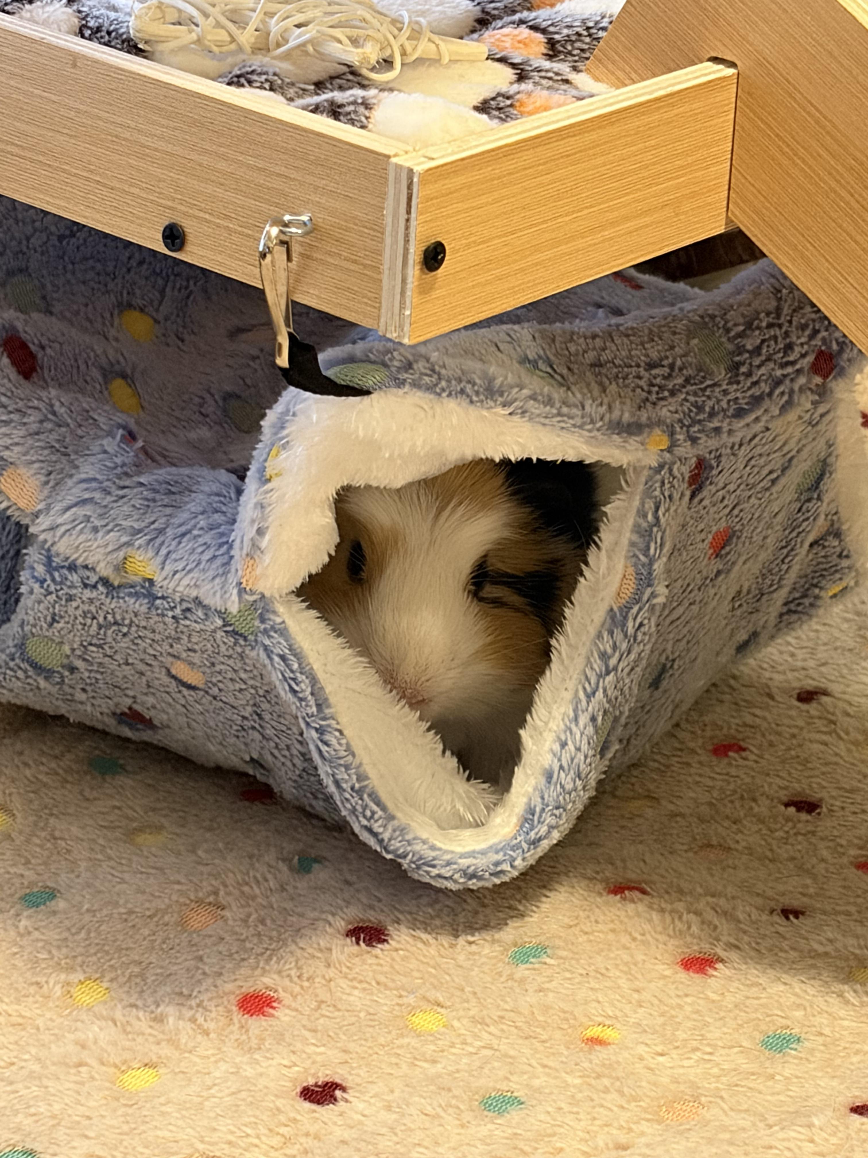 Enlarge Crazy Maisie and Chilly Lily, a ADOPTABLE Guinea Pig in Irvine, CA image 3/3