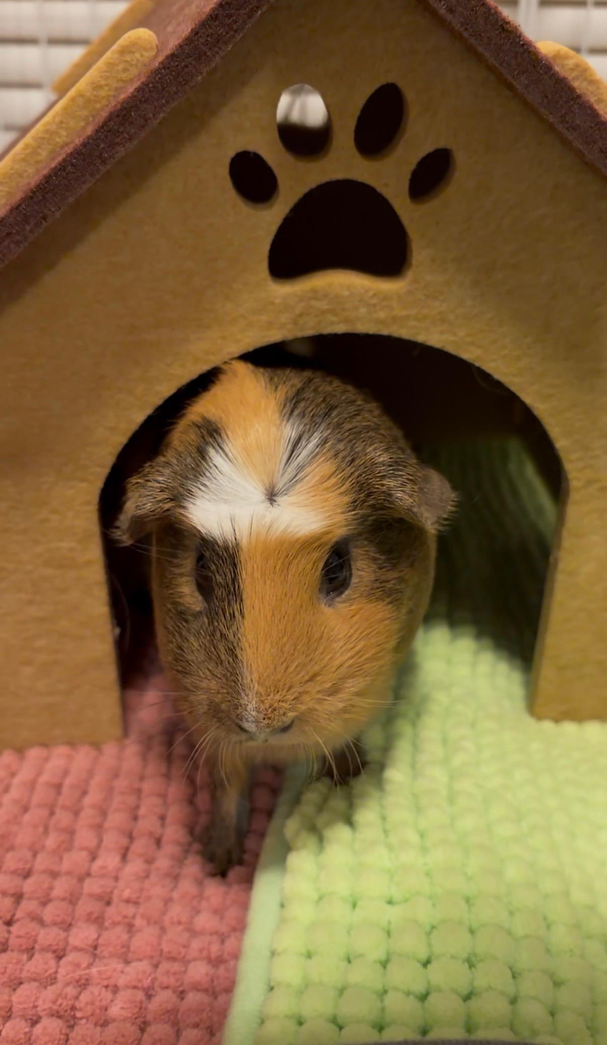 Enlarge Maisie and Lily, a Adoptable Guinea Pig in Los Angeles, CA image 2/6