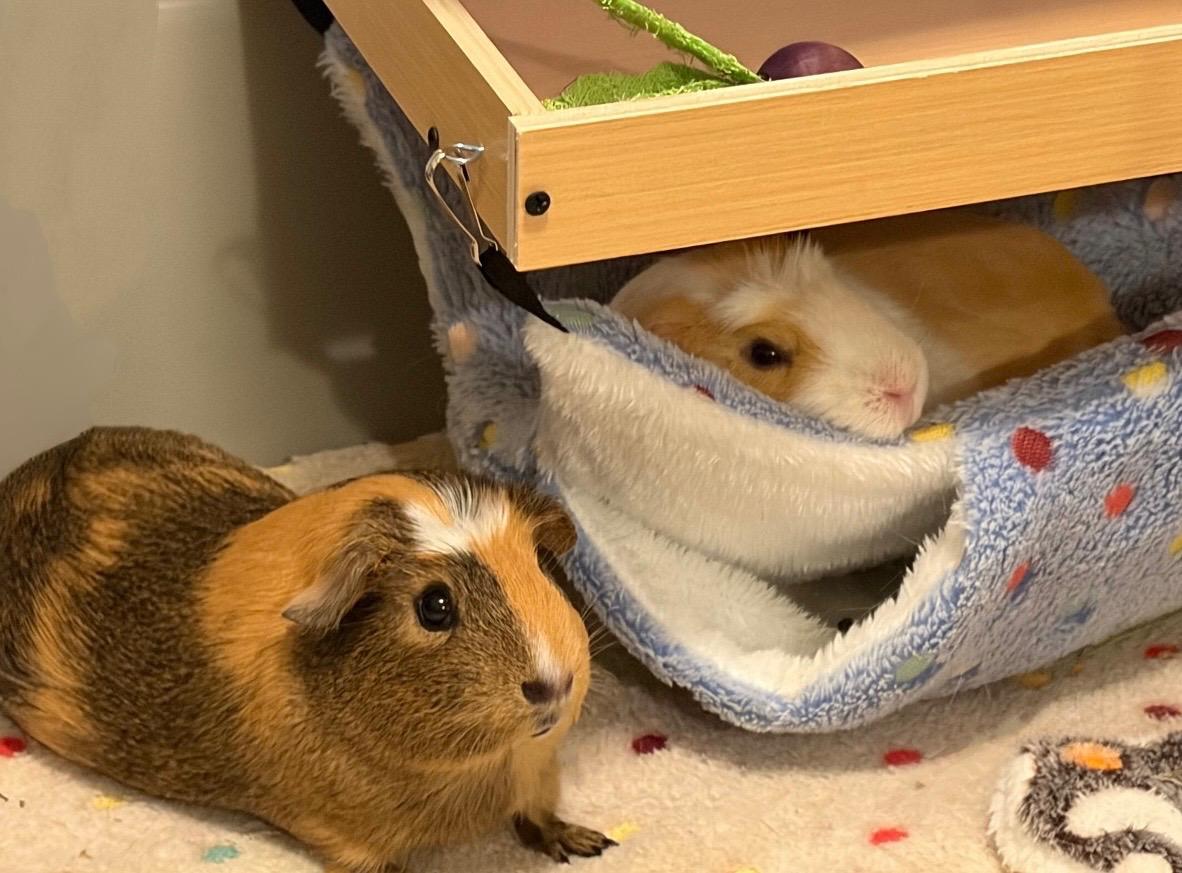 Enlarge Crazy Maisie and Chilly Lily, a ADOPTABLE Guinea Pig in Irvine, CA image 1/3