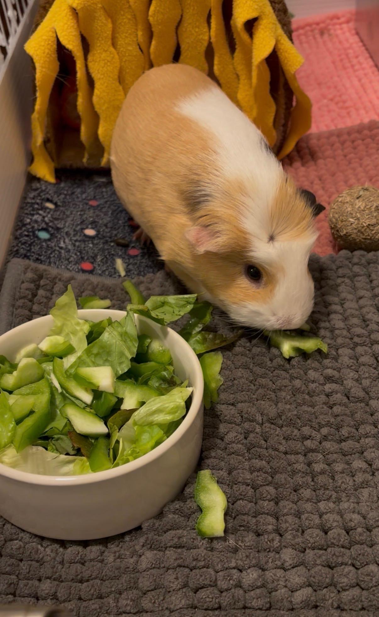 Enlarge Maisie and Lily, a Adoptable Guinea Pig in Los Angeles, CA image 4/6