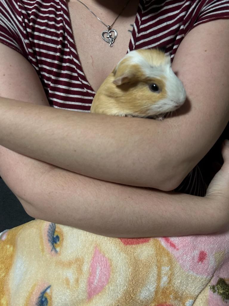 Enlarge Crazy Maisie and Chilly Lily, a ADOPTABLE Guinea Pig in Irvine, CA image 2/3