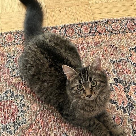 Enlarge Hazel *MUST BE ADOPTED WITH ANASTASIA*, a ADOPTABLE Domestic Medium Hair in Toronto, ON image 4/6