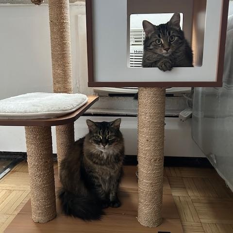 Enlarge Hazel *MUST BE ADOPTED WITH ANASTASIA*, a ADOPTABLE Domestic Medium Hair in Toronto, ON image 2/6