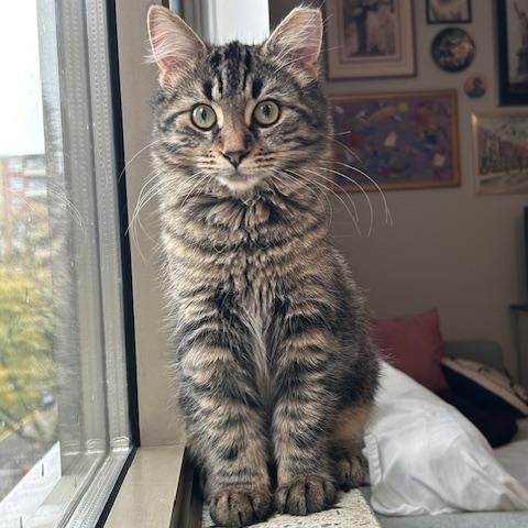 Enlarge Hazel *MUST BE ADOPTED WITH ANASTASIA*, a ADOPTABLE Domestic Medium Hair in Toronto, ON image 1/6