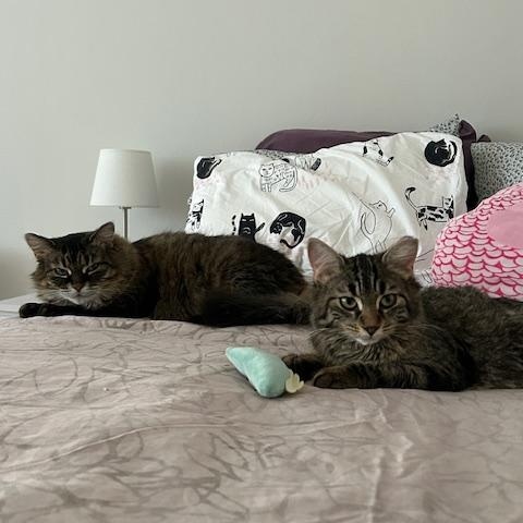 Enlarge Hazel *MUST BE ADOPTED WITH ANASTASIA*, a ADOPTABLE Domestic Medium Hair in Toronto, ON image 3/6