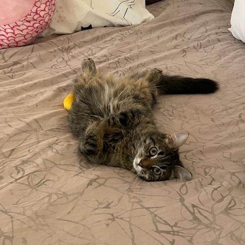 Enlarge Hazel *MUST BE ADOPTED WITH ANASTASIA*, a ADOPTABLE Domestic Medium Hair in Toronto, ON image 5/6