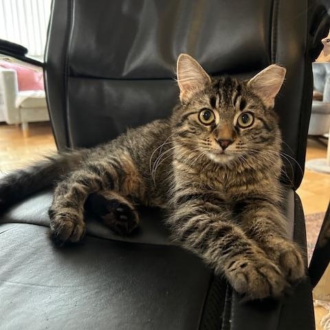 Enlarge Hazel *MUST BE ADOPTED WITH ANASTASIA*, a ADOPTABLE Domestic Medium Hair in Toronto, ON image 6/6