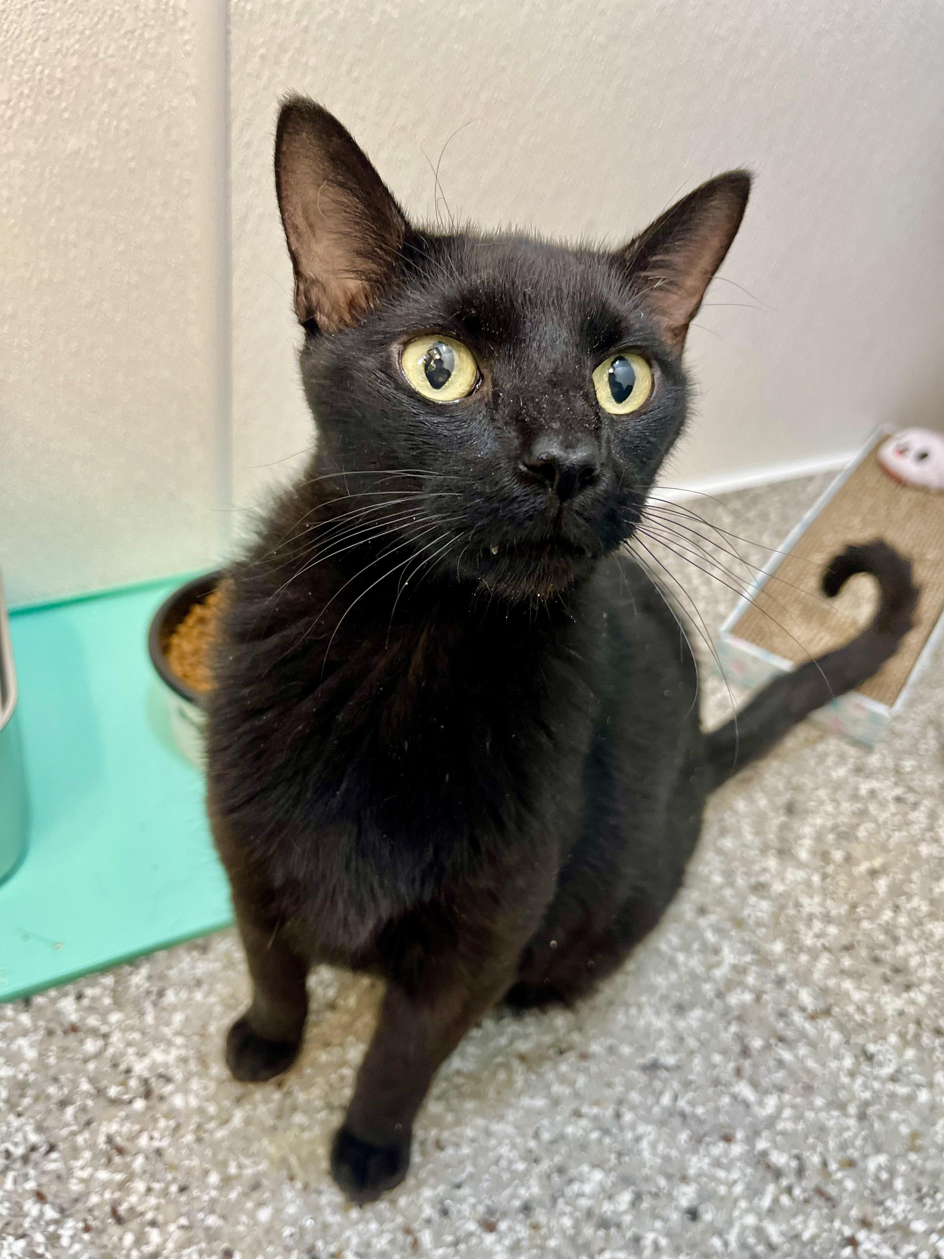 Juicy Juice, a Adoptable Domestic Short Hair in Seville, OH image 1/2