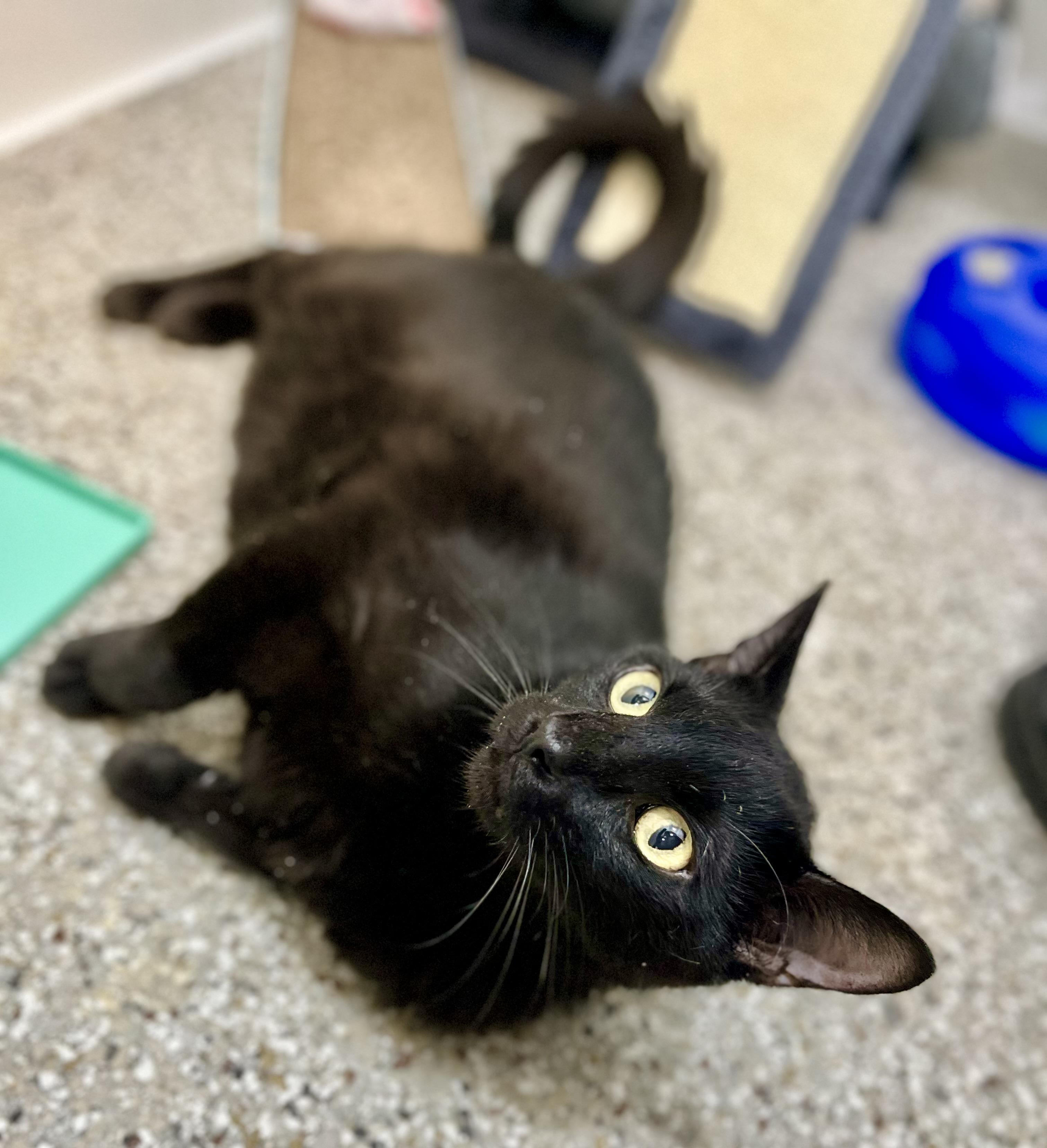 Juicy Juice, a Adoptable Domestic Short Hair in Seville, OH image 2/2