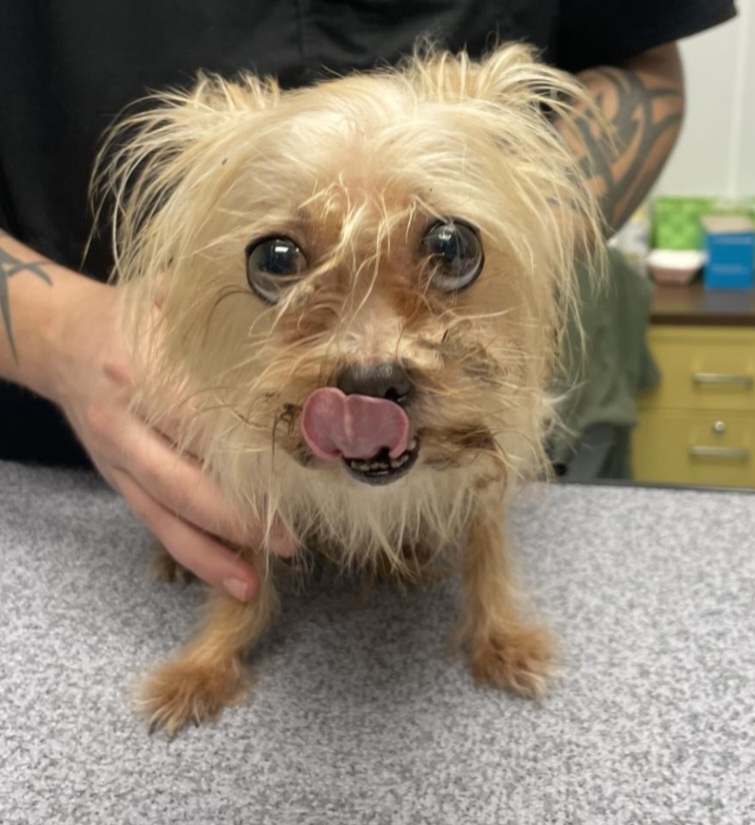 Enlarge Toto, a Adopted mixed breed in Sheridan, WY image 1/1