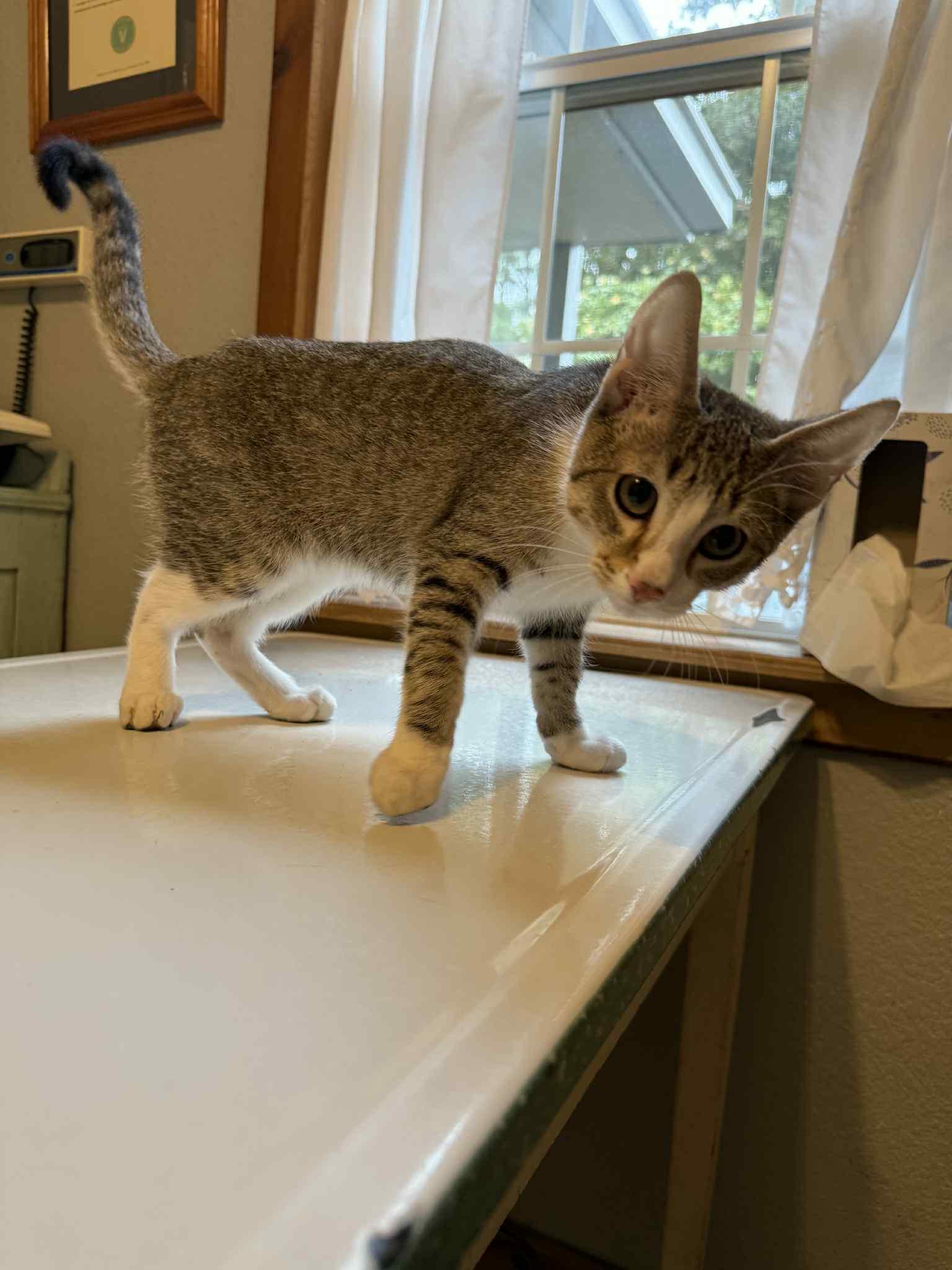 Dobby, Adopted, Young Male Domestic Short Hair & Tabby.