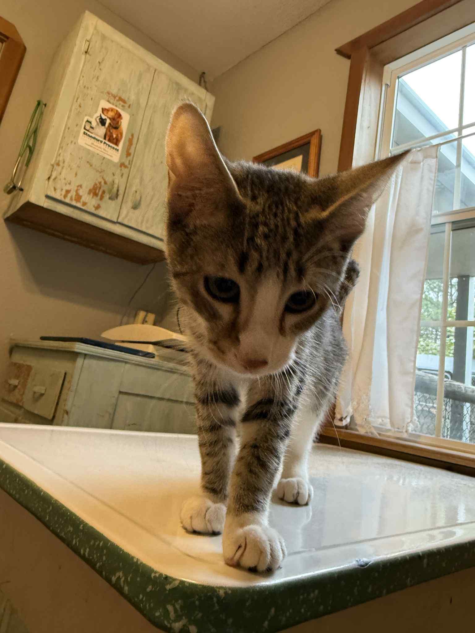 Dobby, a Adopted mixed breed in Park Hill, OK image 2/3