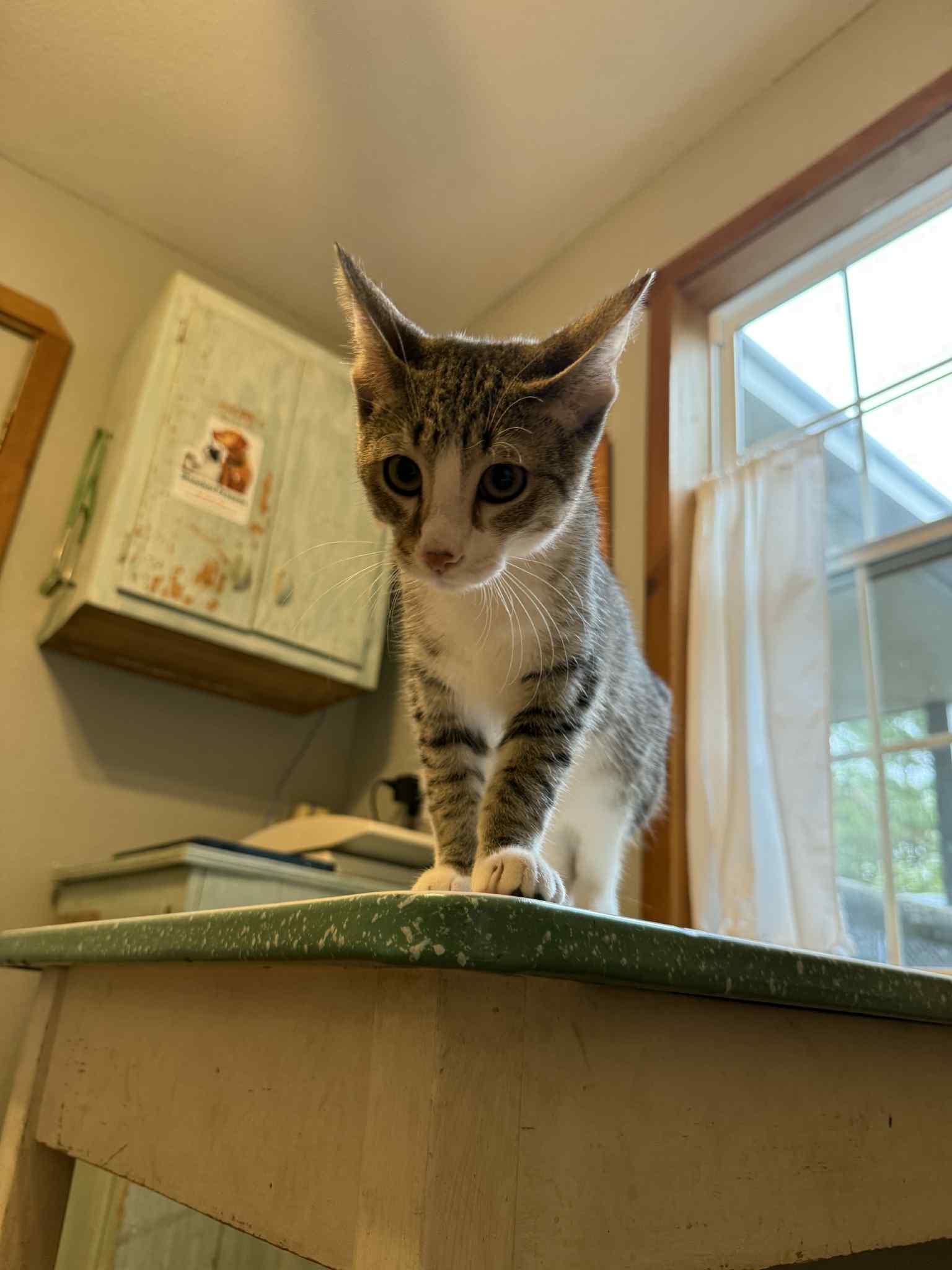 Dobby, a Adopted mixed breed in Park Hill, OK image 3/3