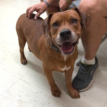 RJ, Adoptable, Adult Male Mixed Breed.