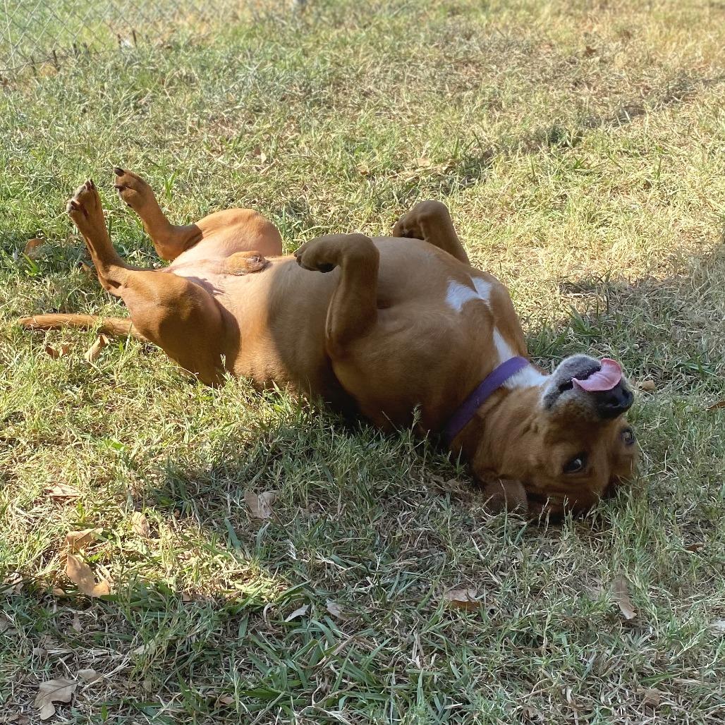 Enlarge RJ, a Adoptable Mixed Breed in Denison, TX image 2/5