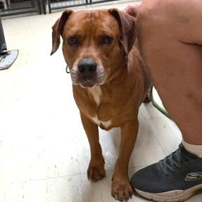 Enlarge RJ, a Adoptable Mixed Breed in Denison, TX image 2/2