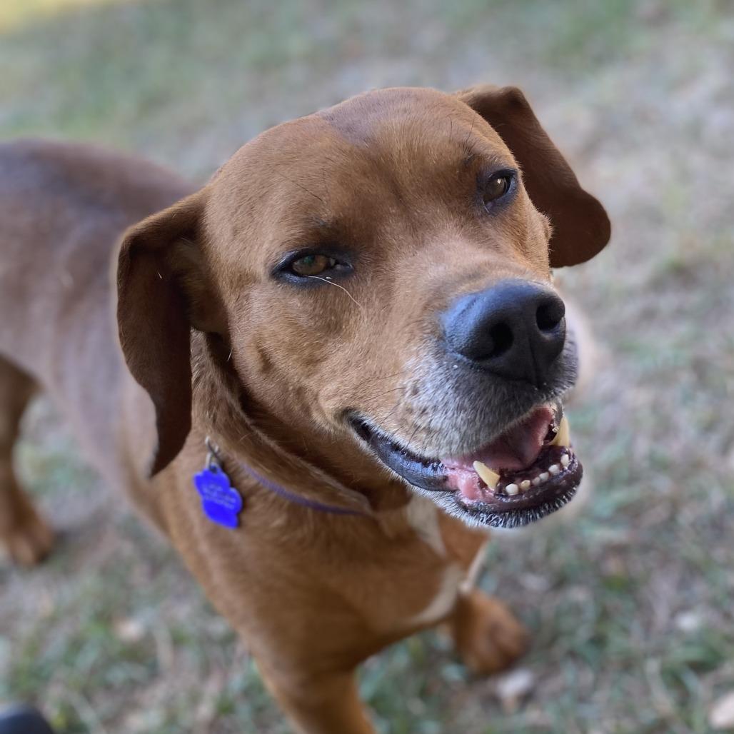 Enlarge RJ, a Adoptable Mixed Breed in Denison, TX image 4/5