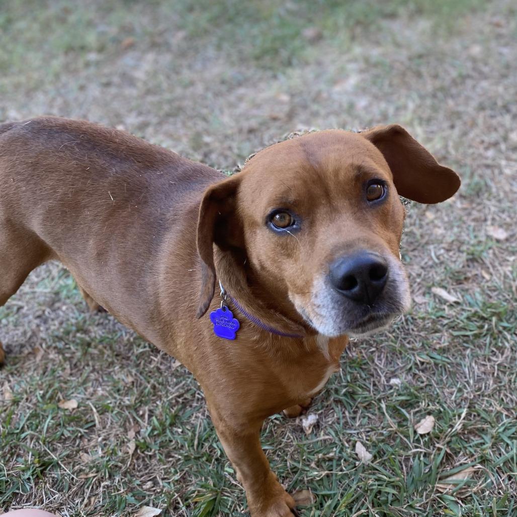 Enlarge RJ, a Adoptable Mixed Breed in Denison, TX image 5/5