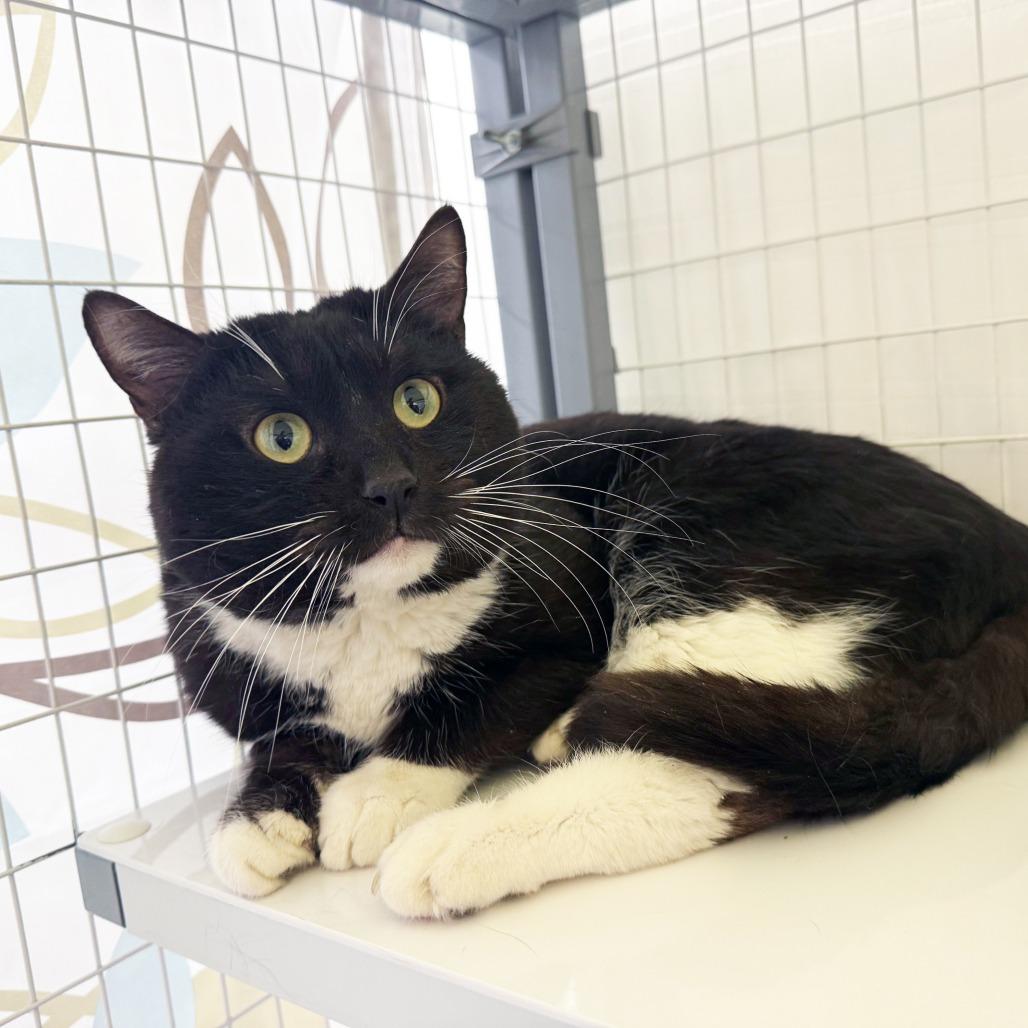 Enlarge Chungus - Big handsome sweetheart, a ADOPTABLE Domestic Short Hair in Oshkosh, WI image 3/5