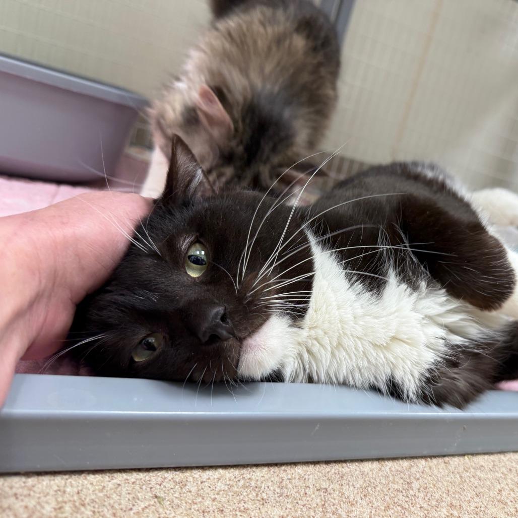 Chungus - Big handsome sweetheart, ADOPTABLE, Young Male Domestic Short Hair.